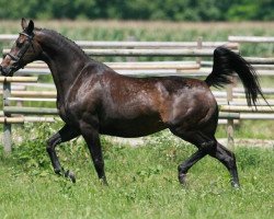 broodmare Desy (Holsteiner, 1989, from Grundyman xx)