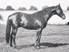 stallion Janitor xx (Thoroughbred, 1930, from Fervor xx)