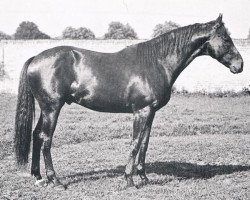 stallion Janitor xx (Thoroughbred, 1930, from Fervor xx)