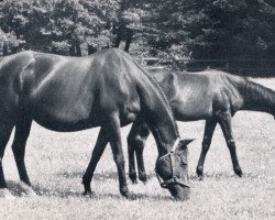 broodmare Adriana xx (Thoroughbred, 1944, from Arjaman xx)