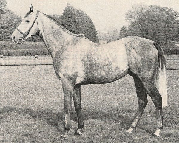stallion Anatol xx (Thoroughbred, 1960, from Abernant xx)