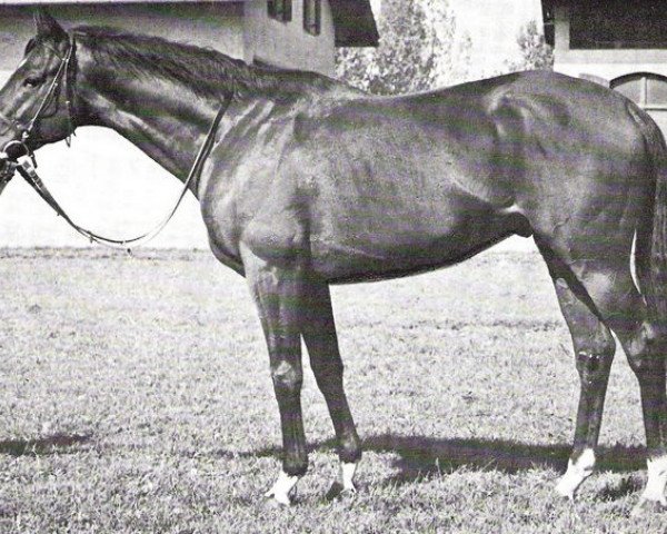 stallion Segnes xx (Thoroughbred, 1967, from Anatol xx)