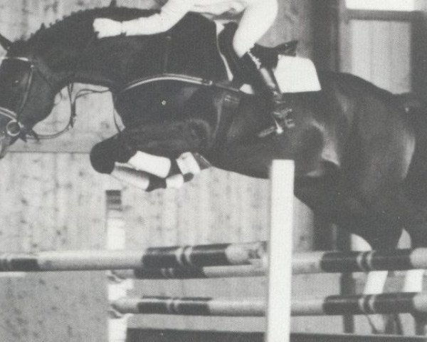 stallion Wales (Hanoverian, 1986, from Wandersmann xx)