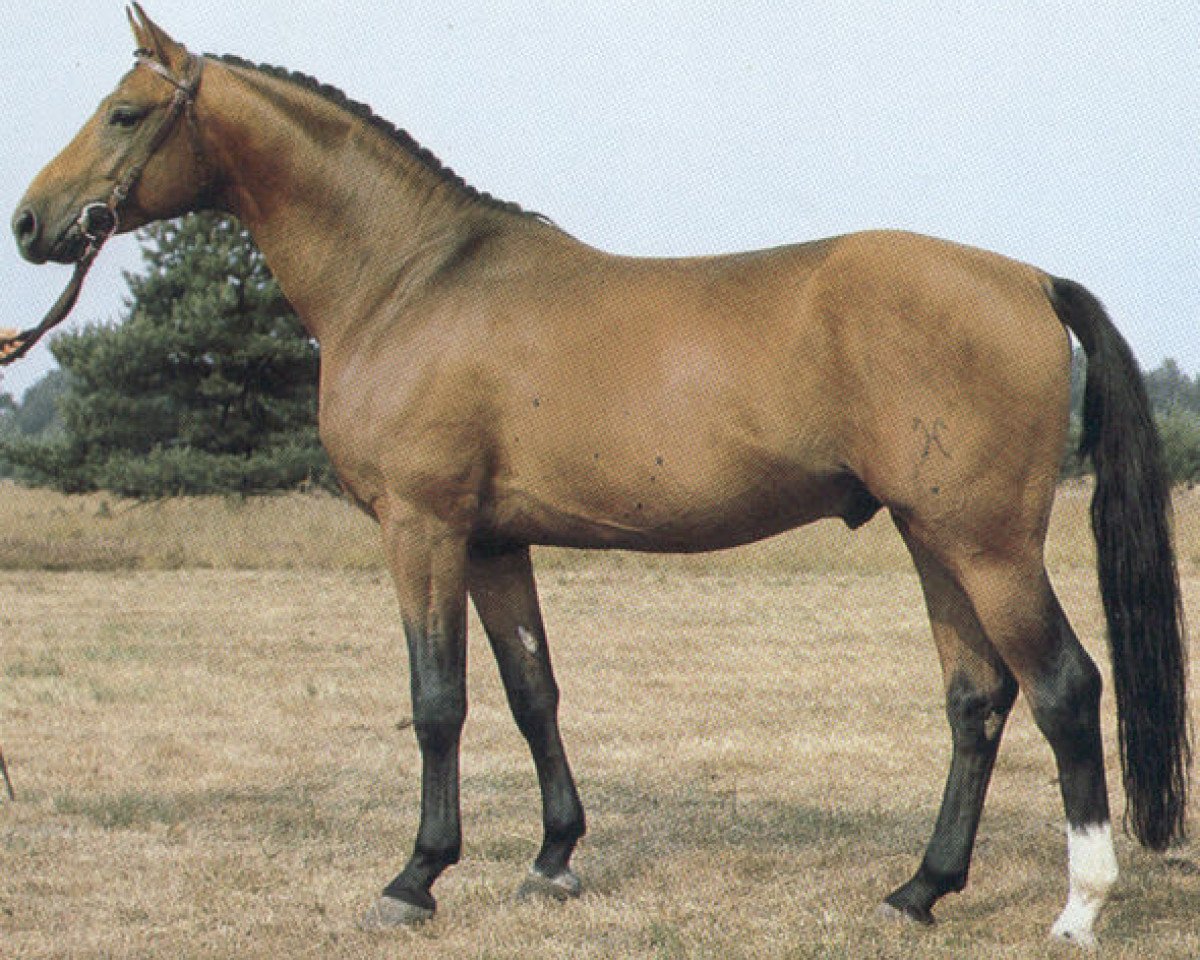 Deckhengst Amalfi (Hannoveraner, 1980, von Absatz)