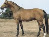 stallion Amalfi (Hanoverian, 1980, from Absatz)