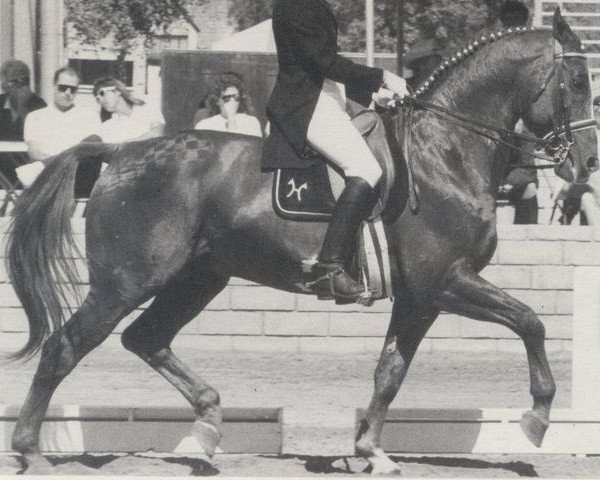 stallion Achat (Hanoverian, 1970, from Archimedes)