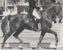 stallion Achat (Hanoverian, 1970, from Archimedes 4103)