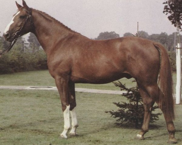 stallion Adamo (Hanoverian, 1977, from Achat)