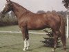 stallion Adamo (Hanoverian, 1977, from Achat)