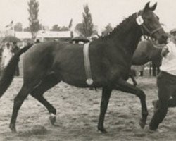 Zuchtstute Berolina (Holsteiner, 1965, von Fasching)