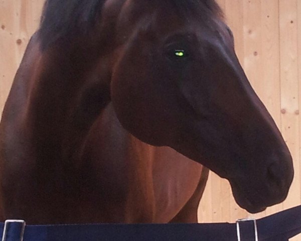 dressage horse Shamal (Württemberger, 2005, from Shamane)