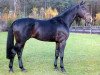 stallion Grundstein II (Hanoverian, 1979, from Graphit)