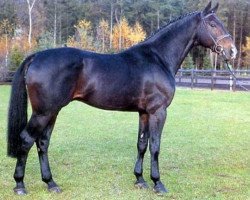 stallion Grundstein II (Hanoverian, 1979, from Graphit)