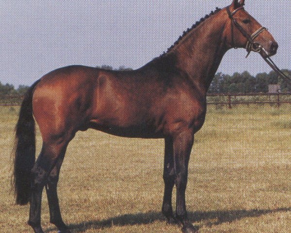 stallion Gratianus (Oldenburg, 1984, from Grundstein II)