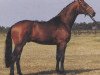 stallion Gratianus (Oldenburg, 1984, from Grundstein II)