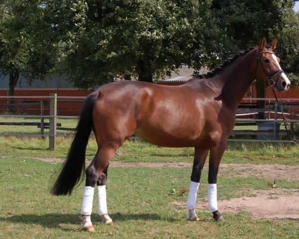 dressage horse Finn Filou (Rhinelander, 2009, from Fleury)