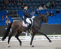 dressage horse After You (Bavarian, 2003, from Abanos)