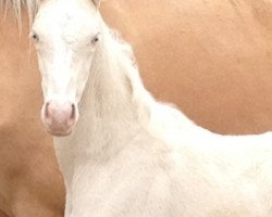 broodmare Moelleaaens Bonny Lass (Palomino, 2013, from Golden Benjamin)