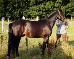 Springpferd Hopkins (Deutsches Reitpony, 2012, von MPS Hugo Boss WE)