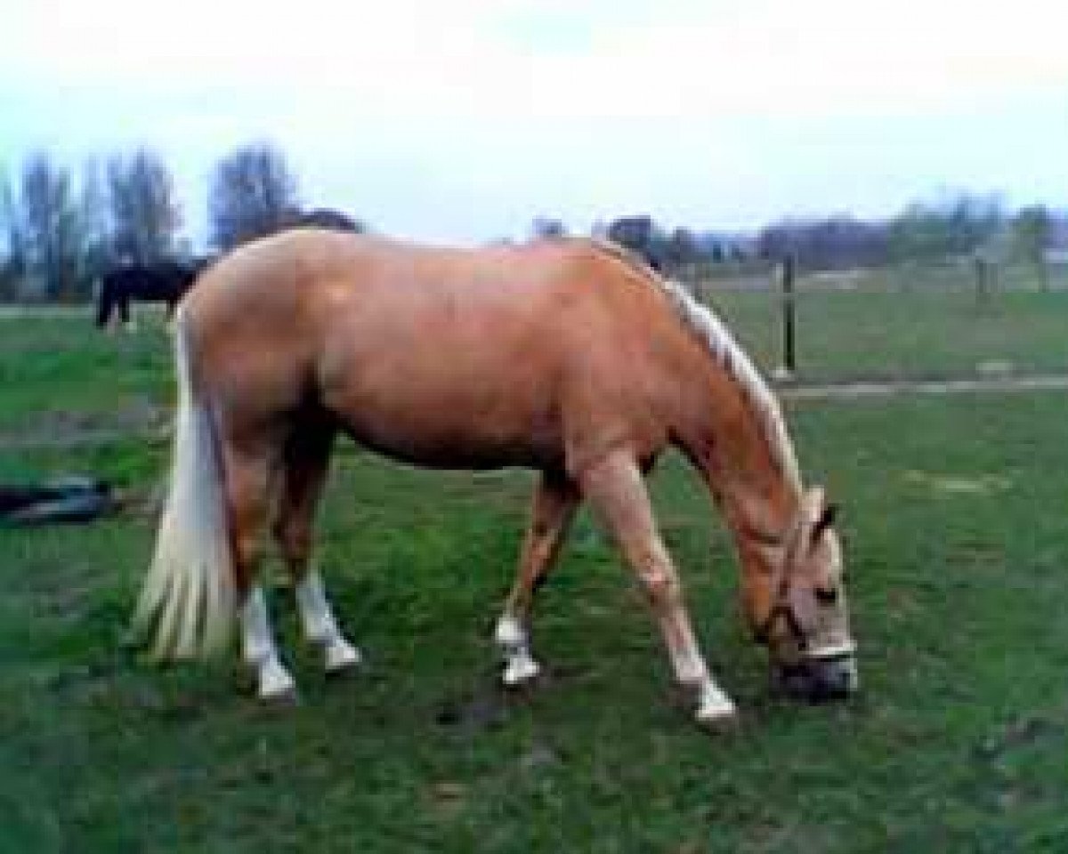 Zuchtstute Molleaens Magic Bell (Palomino, 1998, von Golden Benjamin)