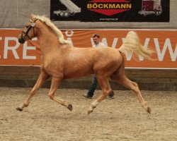 stallion Moelleaaens Golden Bahama (Palomino, 2008, from Golden Benjamin)