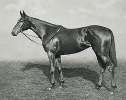 broodmare Qurrat-Al-Ain xx (Thoroughbred, 1927, from Buchan xx)