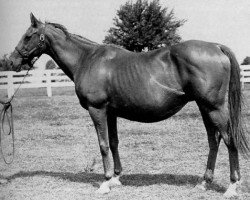 broodmare Majideh xx (Thoroughbred, 1939, from Mahmoud xx)