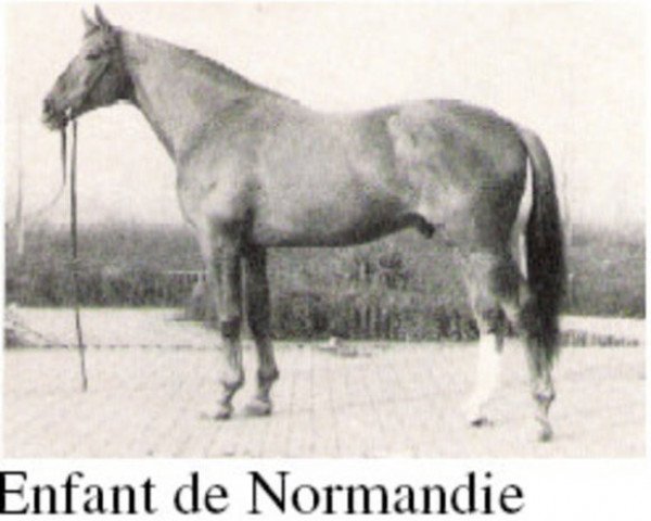 stallion Enfant de Normandie (Selle Français, 1963, from Enfant Terrible xx)