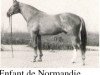 stallion Enfant de Normandie (Selle Français, 1963, from Enfant Terrible xx)