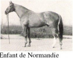 stallion Enfant de Normandie (Selle Français, 1963, from Enfant Terrible xx)