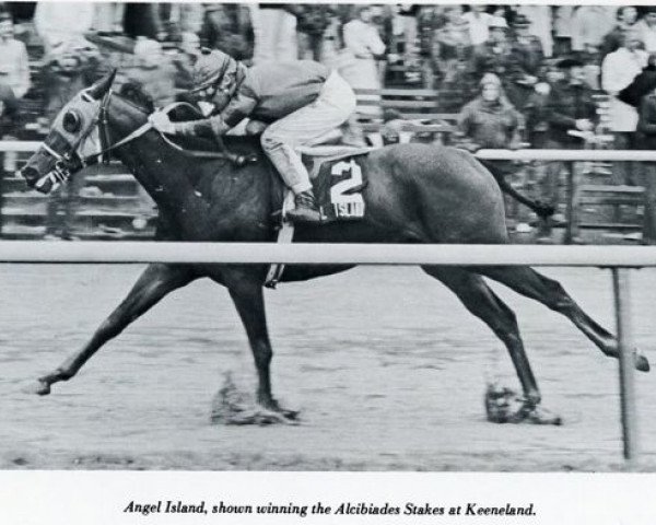 broodmare Angel Island xx (Thoroughbred, 1976, from Cougar xx)