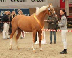 stallion Moelleaaens Golden Spirit (Palomino, 2008, from Golden Benjamin)