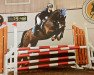 jumper Skywalker (German Sport Horse, 2011, from Skyman)