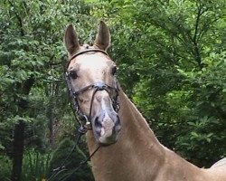 stallion Golden Benjamin (Palomino, 1985, from Zilag)