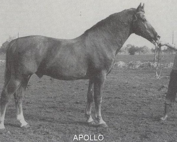 Deckhengst Apollo (Gelderländer, 1959, von Roland)