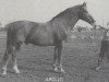 stallion Apollo (Gelderland, 1959, from Roland)