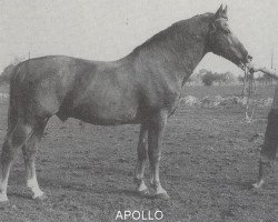 stallion Apollo (Gelderland, 1959, from Roland)