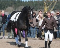 Deckhengst Lionell (Holsteiner, 1992, von Leonid)