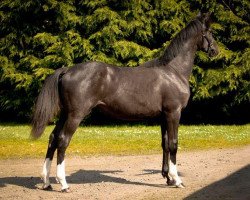 horse Inglenook Gracieux (KWPN (Royal Dutch Sporthorse), 2011, from Amoureux)