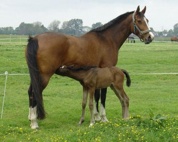 broodmare Ruby (KWPN (Royal Dutch Sporthorse), 1998, from Krack C)