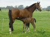 broodmare Ruby (KWPN (Royal Dutch Sporthorse), 1998, from Krack C)