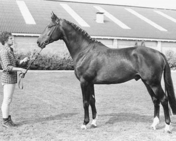 stallion President (Holsteiner, 1974, from Tumbled xx)