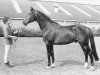 stallion President (Holsteiner, 1974, from Tumbled xx)