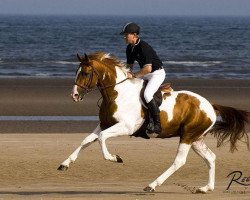 stallion Umenno (KWPN (Royal Dutch Sporthorse), 2001, from Wellington)