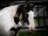 broodmare Evelien (KWPN (Royal Dutch Sporthorse), 1986, from Samber)