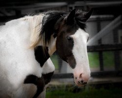 broodmare Evelien (KWPN (Royal Dutch Sporthorse), 1986, from Samber)