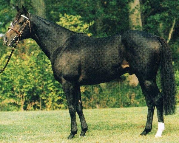 stallion Warning xx (Thoroughbred, 1985, from Known Fact xx)
