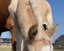 Pferd Du Lumiere (Deutsches Reitpony, von Dutchman AT)