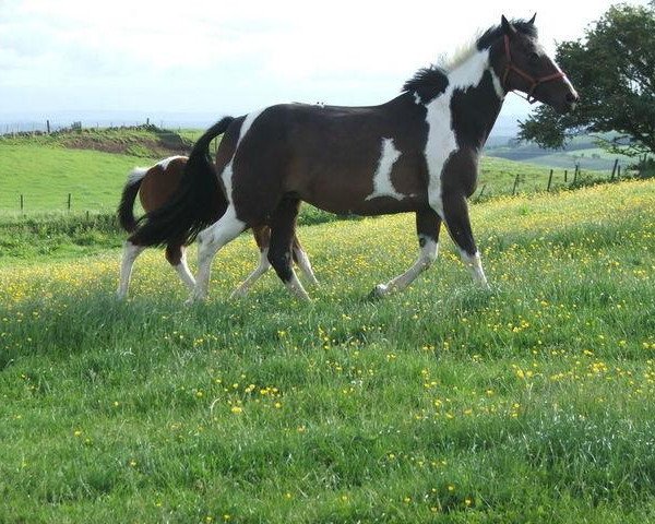 broodmare Jemima Puddledub (British Sport Horse, 1995, from Dixi xx)