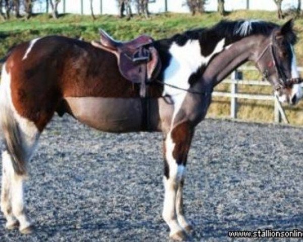 Deckhengst Puddledub Phuket (Scottish Sports Horse, 2005, von Phanten)